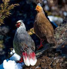 Satpura tiger reserve has more than 62 trees species, 30 small tree species, 58 shrubs species, 32 climber species and almost 64. Pin On Passaros