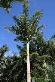 Image result for Archontophoenix alexandrae