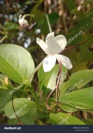 Image result for Volkameria