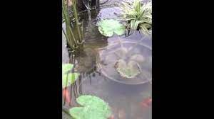 Bunga teratai bisanya tumbuh di perairan yang tenang, tanaman ini bisa kita temukan di kolam, danau atau perairan yang tenang. 10 Cara Menanam Teratai Di Kolam Koi Dengan Mudah Ilmubudidaya Com