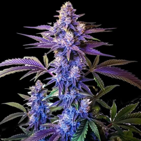 Vibrant anthocyanin pigmentation in a flowering Granddaddy Purple plant, AI generated