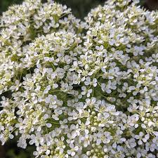 Image result for Cheirostylis lepida