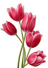Christmas Bouquet Of Flowers On A White Background Tulip Painting Flower Painting Flower Drawing