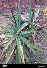 Image result for Aloe spicata