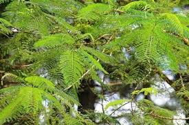 Image result for Entada abyssinica