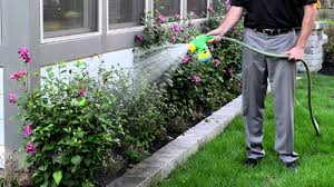 Over time, the eggs will fill up the bucket and you'll have some nice, stinky homemade miracle grow water to water with. Easy Way To Feed Your Landscape Or Garden With Miracle Gro Garden Feeder Youtube