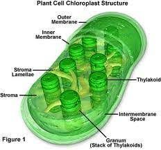 Chloroplasts Are Very Similar To Solar Panels Chloroplasts Are Organelles That Store Chlorophyll The Chlorophyll Absorb Photosynthesis Plant Cell Cell Biology