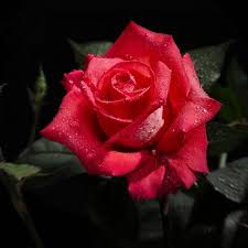 Black Background With Rose Hd Rose Black Background Flowers Retina Ipad Air Wallpaper Rose Flower Wallpaper Beautiful Roses Flower Background Images