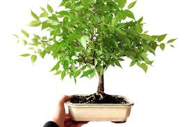 To determine whether or not this is happening, gently lift the entire tree from its pot. Repotting Bonsai How To Repot Your Tree Bonsai Empire