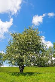 The washington hawthorn is a small, colorful tree that will brighten any landscape. Hawthorn Washington Trees For Sale Crataegus Phaenopyrum Ready To Grow Trees