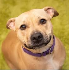 The animal will be available for adoption or otherwise disposed of at the discretion of the animal shelter: Unleashed Pet Rescue And Adoption Seeking Donations As Dogs Cats Continue To Come Through Their Doors News Kctv5 Com