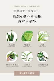 精選6種不易失敗的室內植物 snake plant room with plants teaching plants
