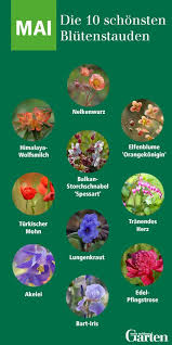 Die 10 Schonsten Blutenstauden Im Mai Gartenblumen Garten Pflanzen Tulpen Garten