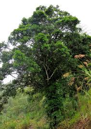 Image result for Nageia nagi