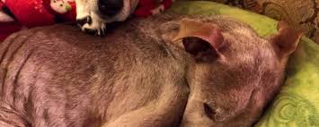 We believe that pets are family. Reflections Archives Dr Dale Krier Mobile Veterinary Services