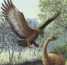 Haast S Eagle Extinct Animals Ancient Animals Prehistoric World