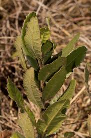 Image result for Myrica salicifolia