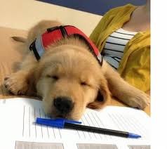 Emotional support animal (esa) letter samples. Emotional Support Animal Esa Letter Sample Therapy Pet