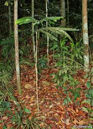 Image result for Anisophyllea quangensis