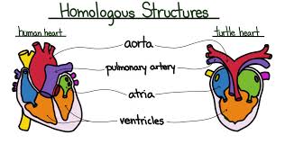 Anatomical And Physiological Evolution Evidence Types Expii