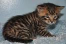 Toyger Breeders in Virginia | Kittens for Sale
