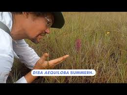Image result for Disa welwitschii