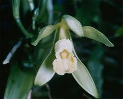 The vanilla orchid blossoms like a vine and needs a lot of support since the stems grow so long. How To Grow Vanilla Beans Vanilla Planifolia Orchid Plant Grow This