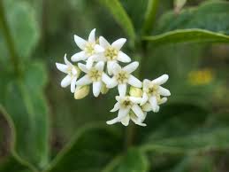 Image result for Vincetoxicum sylvaticum