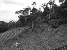 Banjir di video adalah banjir lahar hujan yang terjadi pada alur daerah aliran sungai (das) yang berhulu dari puncak. Cameron Highlands Joint Venture Clearance Download Scientific Diagram