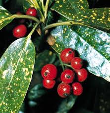 Image result for Metteniusaceae