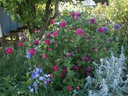 Charles De Mills Rose Photo Lavender Hedge Plants Rose