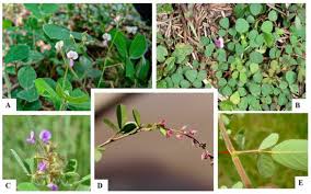 Image result for Pleurolobus salicifolius