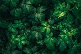 It has some elements of cottagecore or naturecore since some of the aesthetic revolves around the outdoor setting. Green Pattern Images Free Vectors Stock Photos Psd