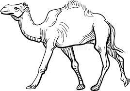 Pikpng encourages users to upload free artworks without copyright. Camel Stock Vector Illustration Of Herbivorous Clip 95524344
