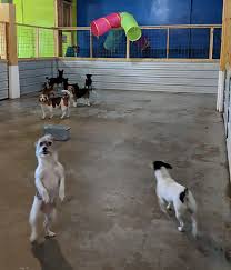 Find pet sitters near roanoke, va. Virtual Tour City Dogs Roanoke