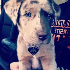Australian Shepherd Lab Mix Black And White Pin By Casey Lyle On Perfect Australian Shepherd Dogs Pretty Dogs
