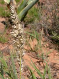 Image result for Schmidtia kalahariensis