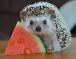 Definitely An Opportunistic Eater Hedgehogs Is One Of The Most Interesting Pets Nowadays But How Much Do Hedgehog Pet Animals Beautiful Cute Little Animals
