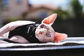 Sphynx has an average lifespan of 9 to 15 years. 6 Best Sphynx Breeders In California