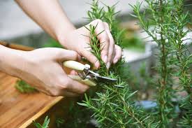 Image result for rosemary pruning