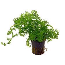 Image result for Ceratopteris thalictroides