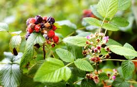 Image result for Rubus pinnatus