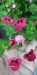 Image result for ostruhatka