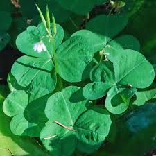 Image result for Oxalidaceae