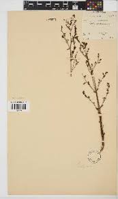 Image result for Physostigma mesoponticum