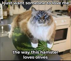 We did not find results for: What A Cute Hamster Memes