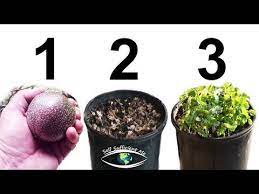 2 How To Grow Passion Fruit From Seed Youtube Growing Passion Fruit Passion Fruit Plant Passion Fruit