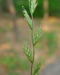 Image result for Lolium