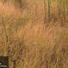 Image result for Eragrostis friesii