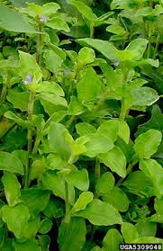 Image result for Commelina benghalensis